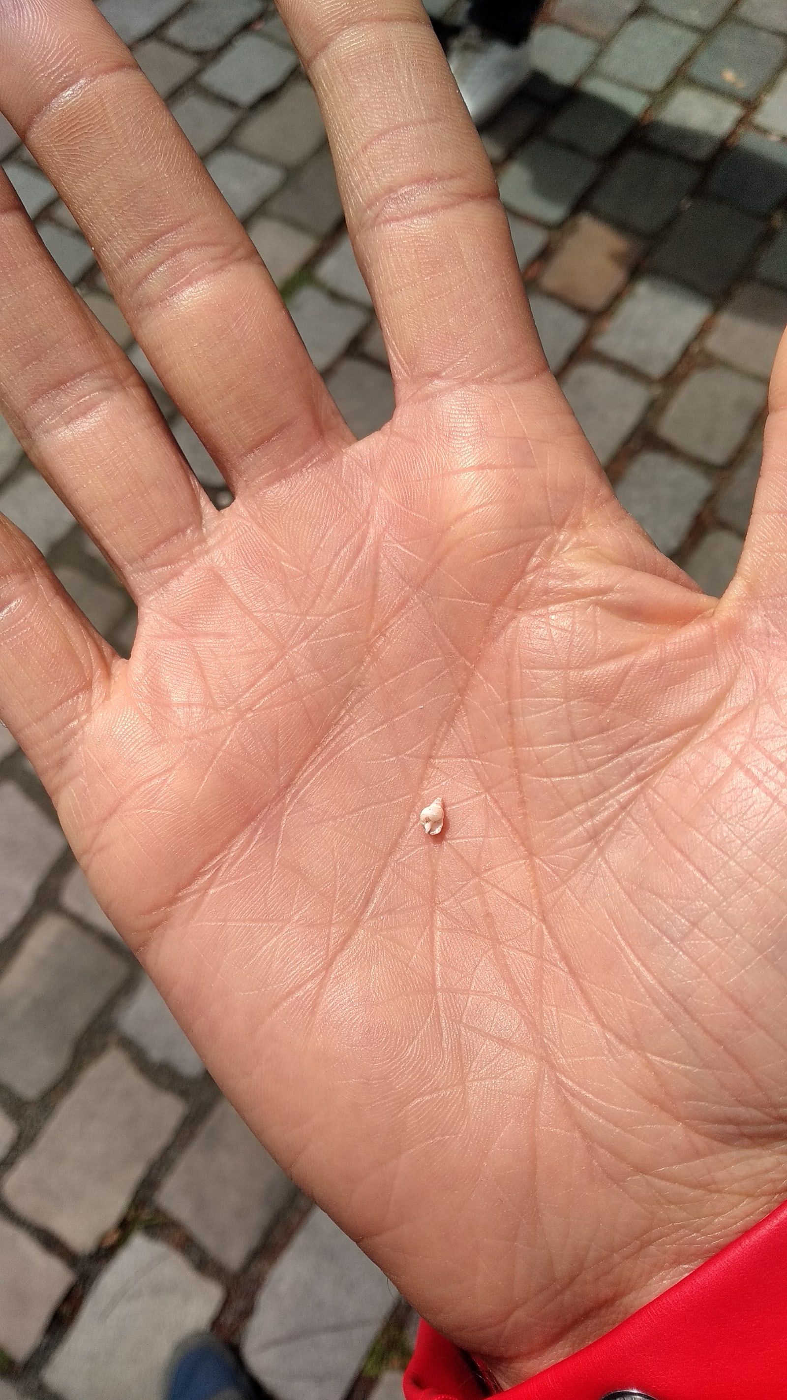 Sound of Sea - A tiny tiny shell is waiting in a wide open hand - shell, hand - paul lahana