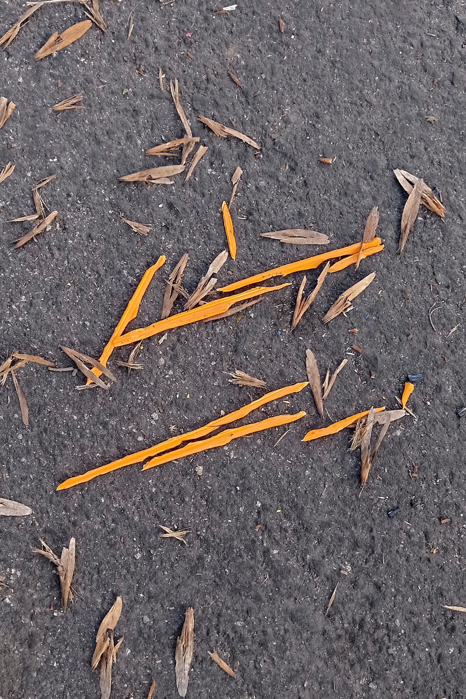 early autumn - in september, organic leaves and plastic leaves are randomly dispersed on the ground - leaves - paul lahana