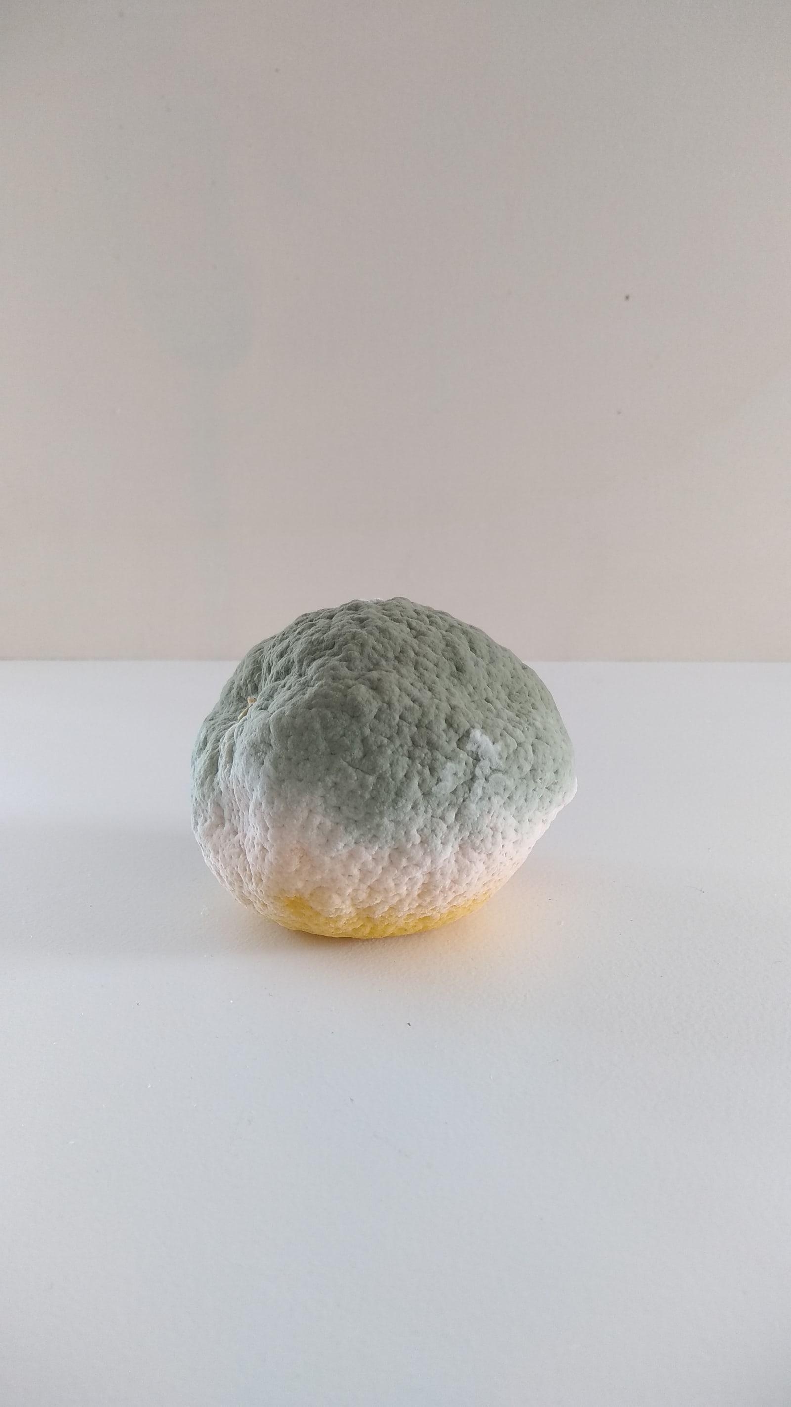 blue and yellow makes green - A lemon was forgotten, it is now rotting slowly from top to bottom - lemon - paul lahana