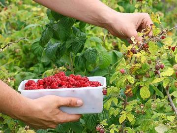 собирать малину