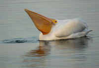 e45.jpg bird pelican seabird beak fauna water water bird
