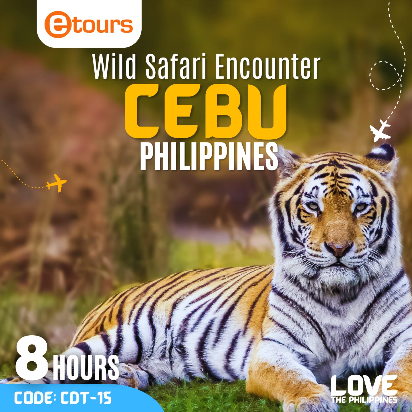 A majestic Bengal tiger lounging peacefully in the grass at the Cebu Safari Adventure Park.