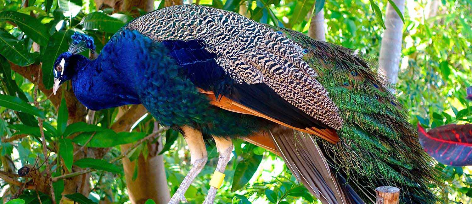 Enjoy the serene beauty of peacocks at Morachi Chincholi as they spread vibrancy and color around you.