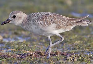 Black-bellied Plover