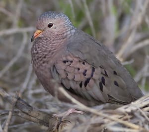 Common Ground-Dove