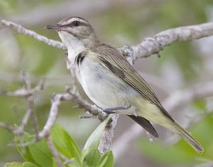 Black-whiskered Vireo