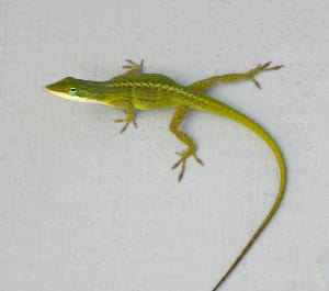 Green Anole Lizard