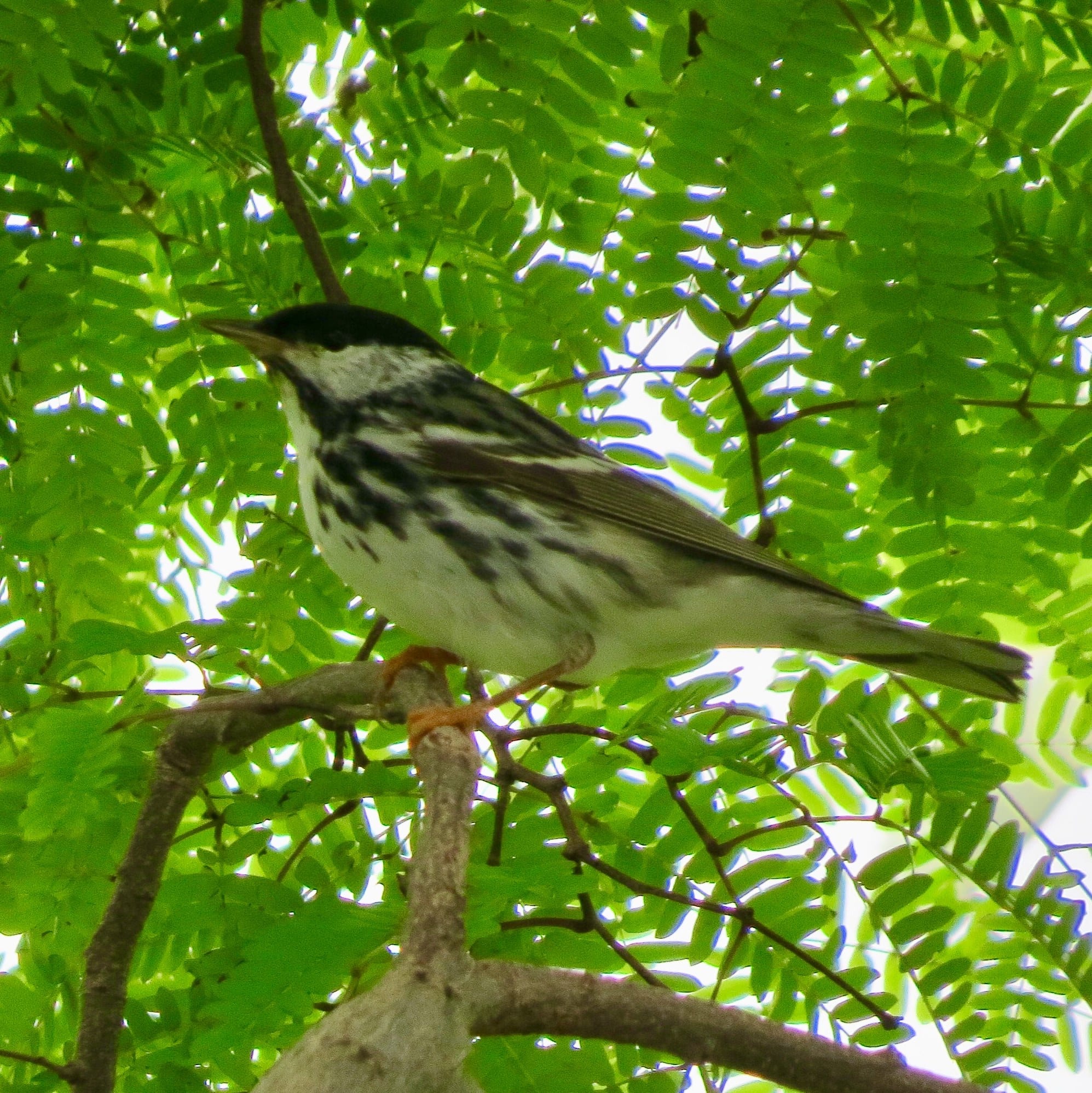 Blackpoll Warbler