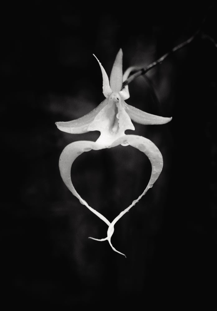 clyde-butcher-photography-75th-anniversary-exhibition