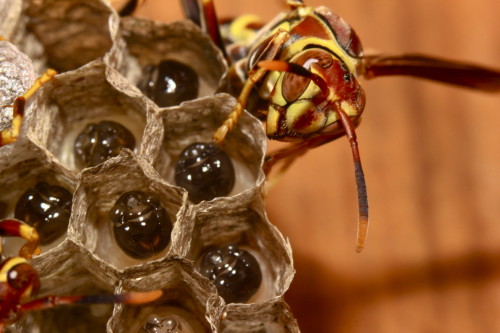 Florida's Venomous Wildlife FREE Program