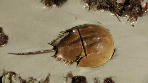 Horseshoe Crabs FREE Program