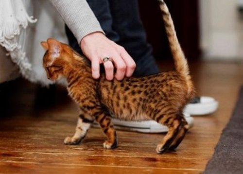 Гладить кошку
