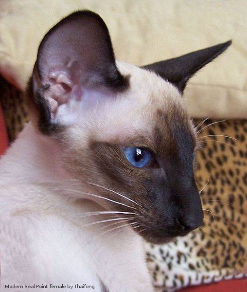 Seal Point Siamese Cats Seal Point Siamese Cat