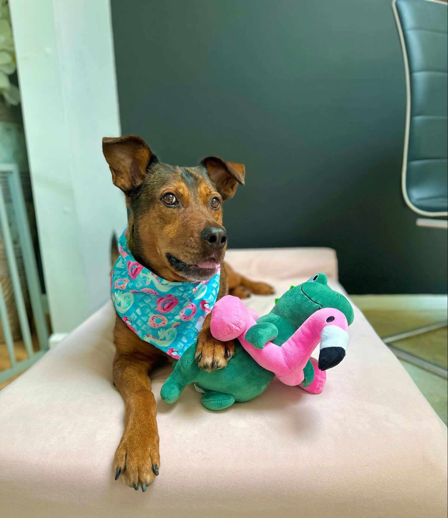 Dog Joint Health Tips for Strong and Happy Joints Dr. Harvey's