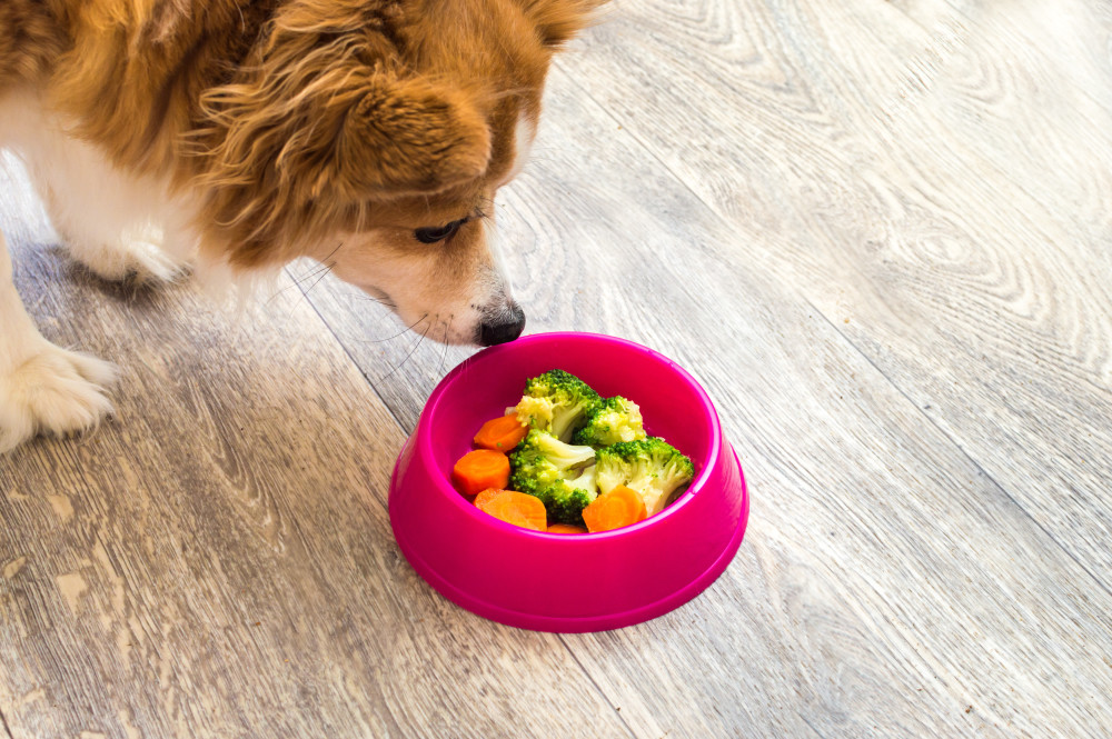 Dog Nutrition for a Balanced Diet