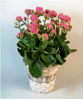 KALANCHOE PINK