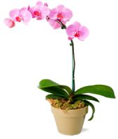 ORCHID PLANT