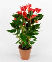 ANTHURIUM RED