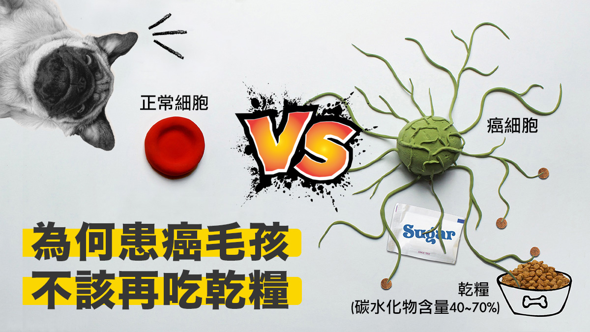 宠物癌症, 细胞健康, 毛孩细胞