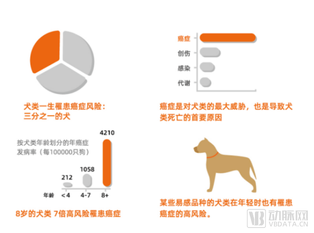 宠物癌症, 治疗阶段, 早期症状