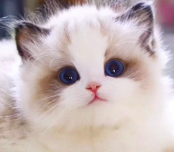 猫咪心脏病, 心脏病信号, 心脏健康