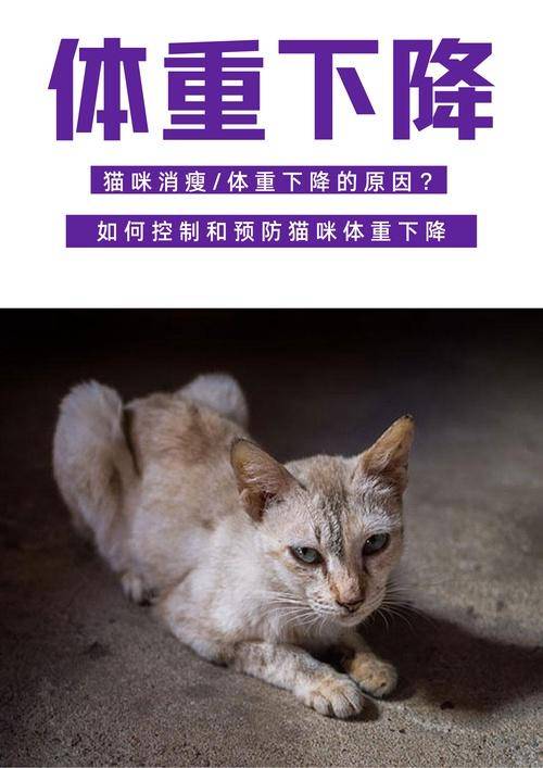 猫咪暴瘦, 猫疾病, 摄食问题