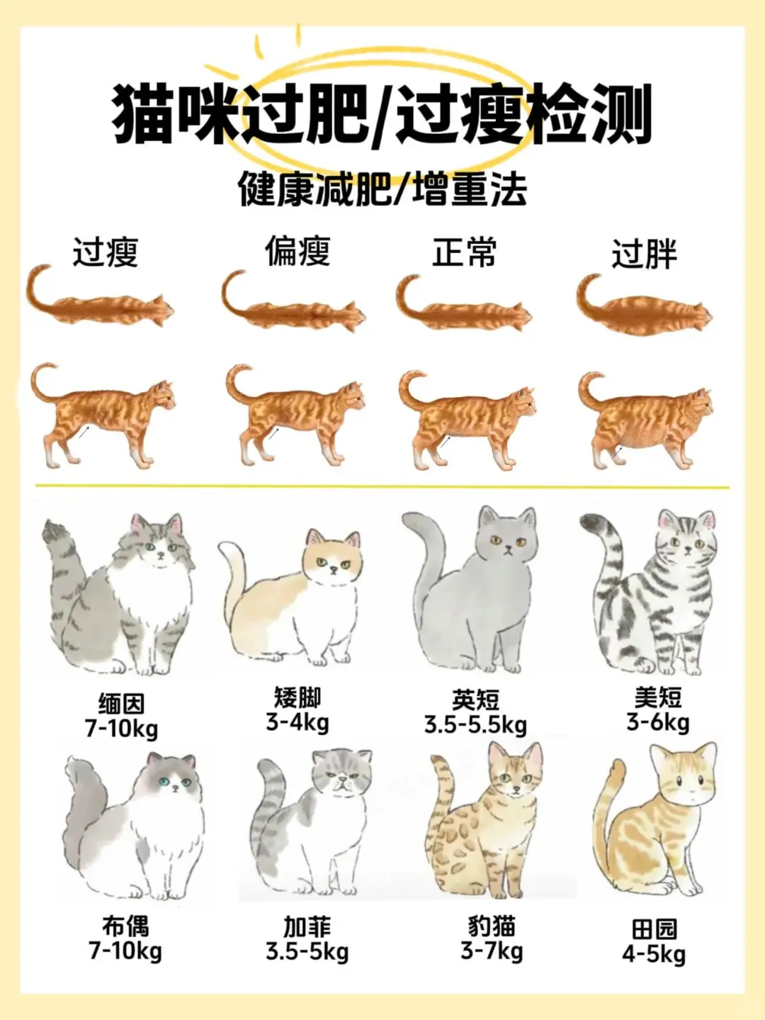 猫咪暴瘦, 体重测量, 猫咪健康