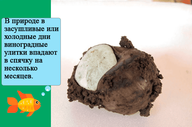 Как завести дома виноградную улитку Как завести дома виноградную улитку
