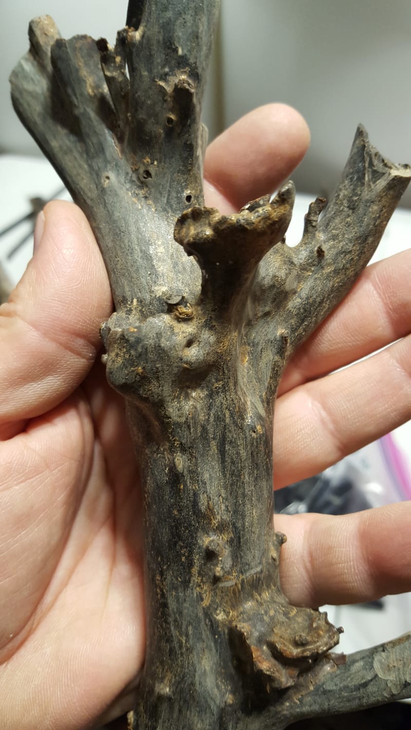 HAWAIIAN BLACK CORAL Rock Tumbling Hobby