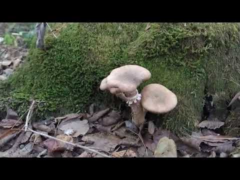 Дневник Новой Фабрики Звезд. Выпуск от 15 декабря 2017