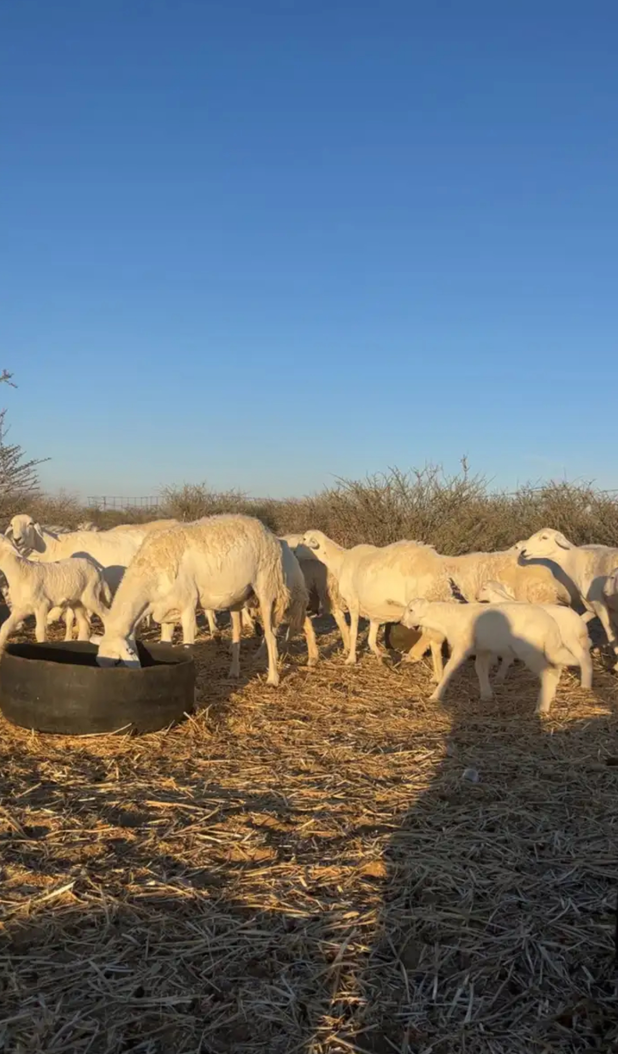 غنم حرية للبيع