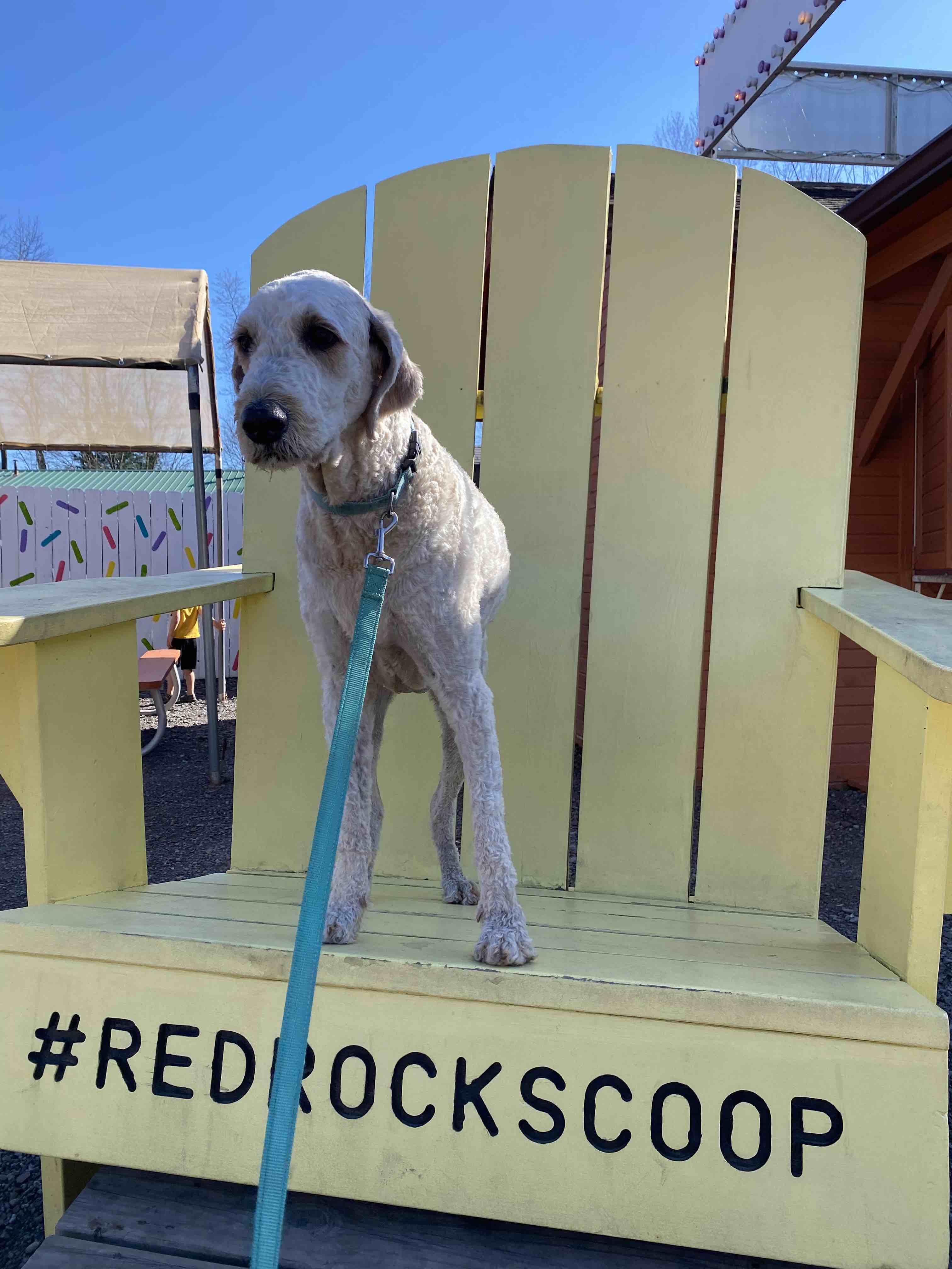 dog at red rocks scoop ice cream shop near ricketts glen state park