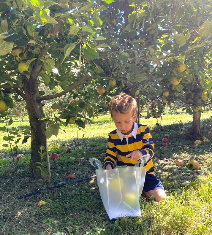 my son apple picking at solebury farms in new hope