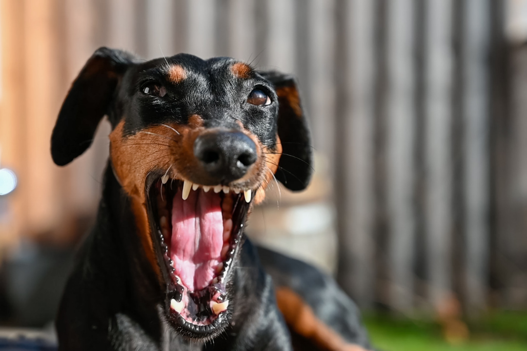 How To Stop A Dog’s Aggressive Behavior Dog Food Premium Pet Supplies & Services in India