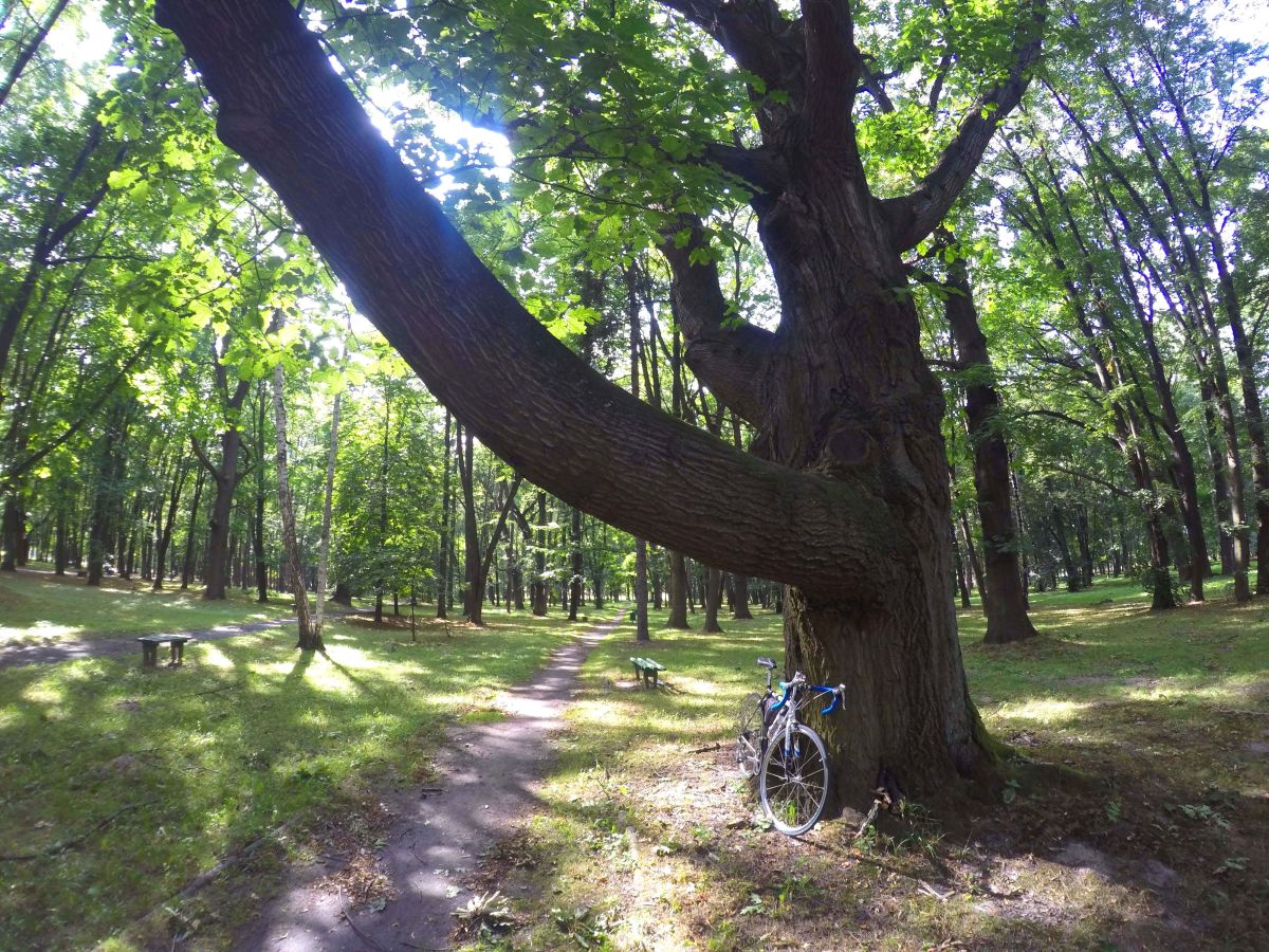 Park Końskie - ulubione drzewko ;}