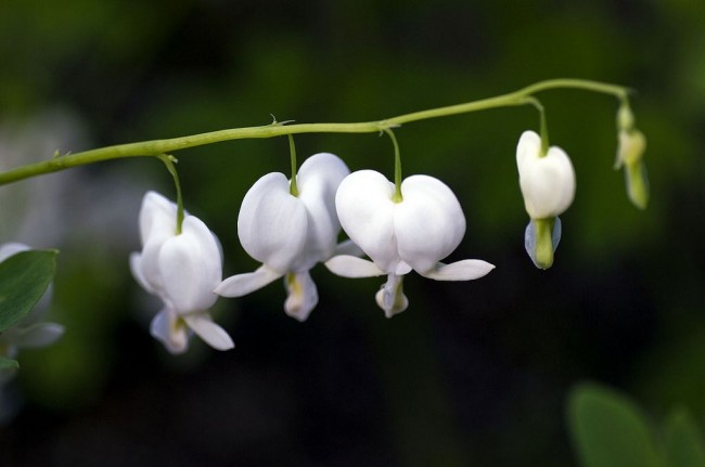 Dicentra spectabilis, сорт Alba