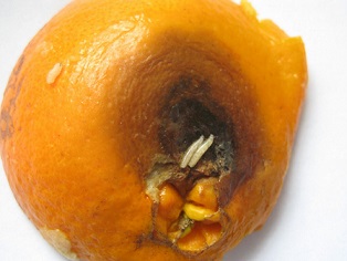 личинки плодовой мухи