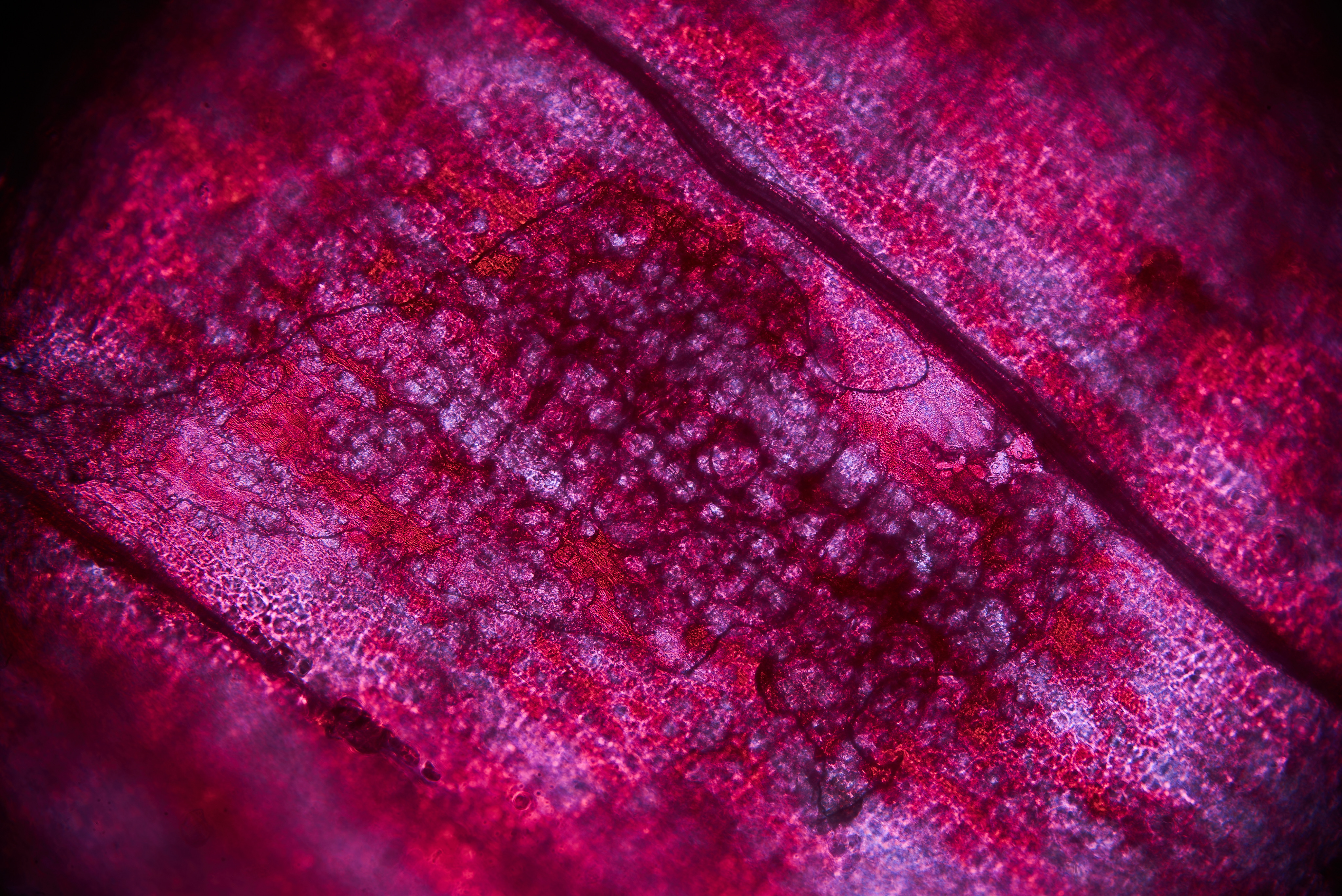 A microscope photo of a flower petal made to look like an ethereal purple nebula