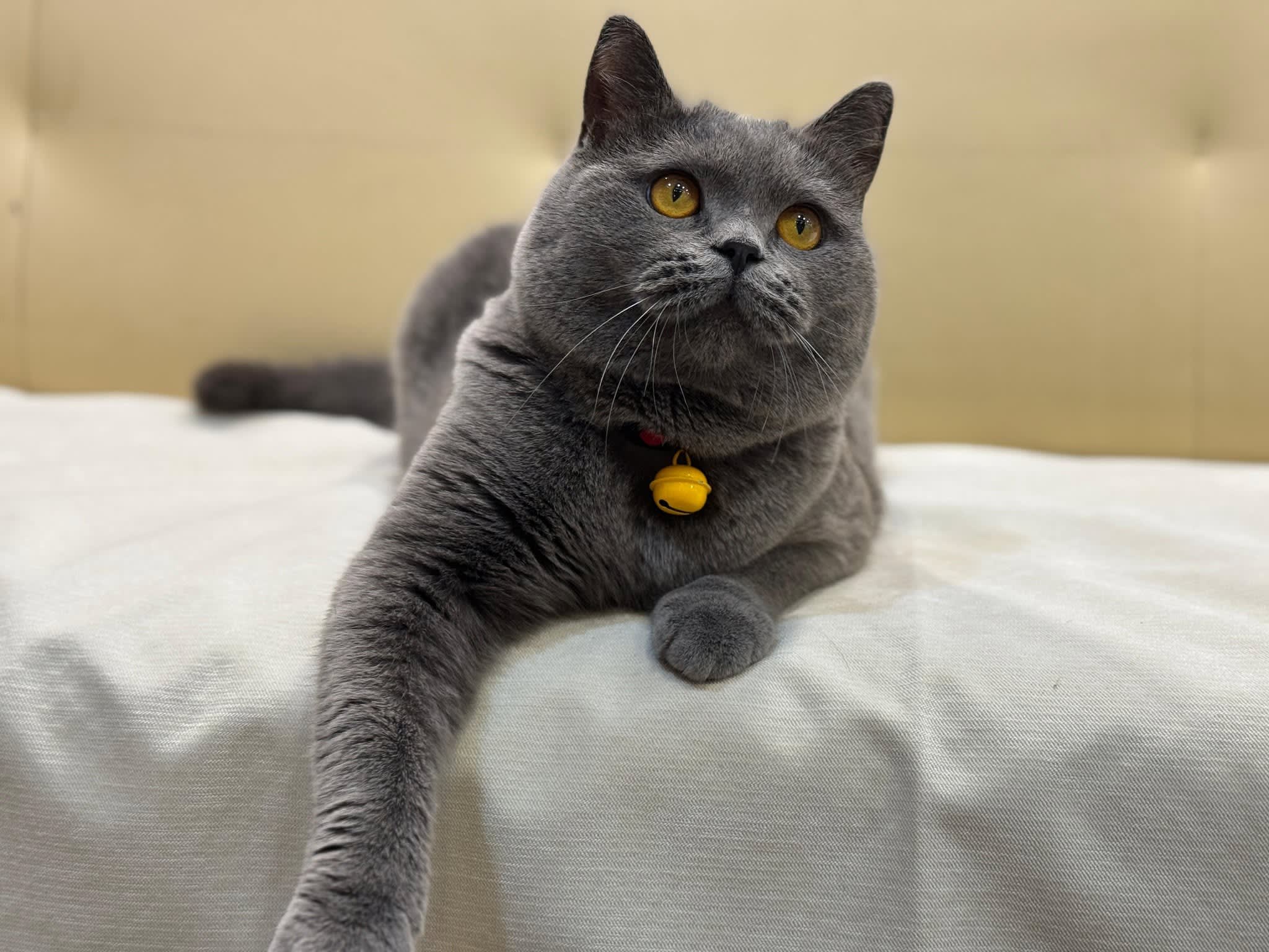 blissfur.cat