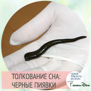 к чему приснилась пиявка