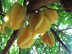 starfruit