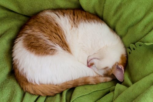 Кошка спит калачиком