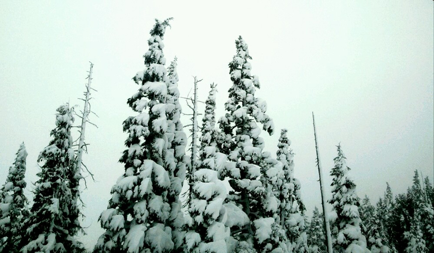 snowy trees