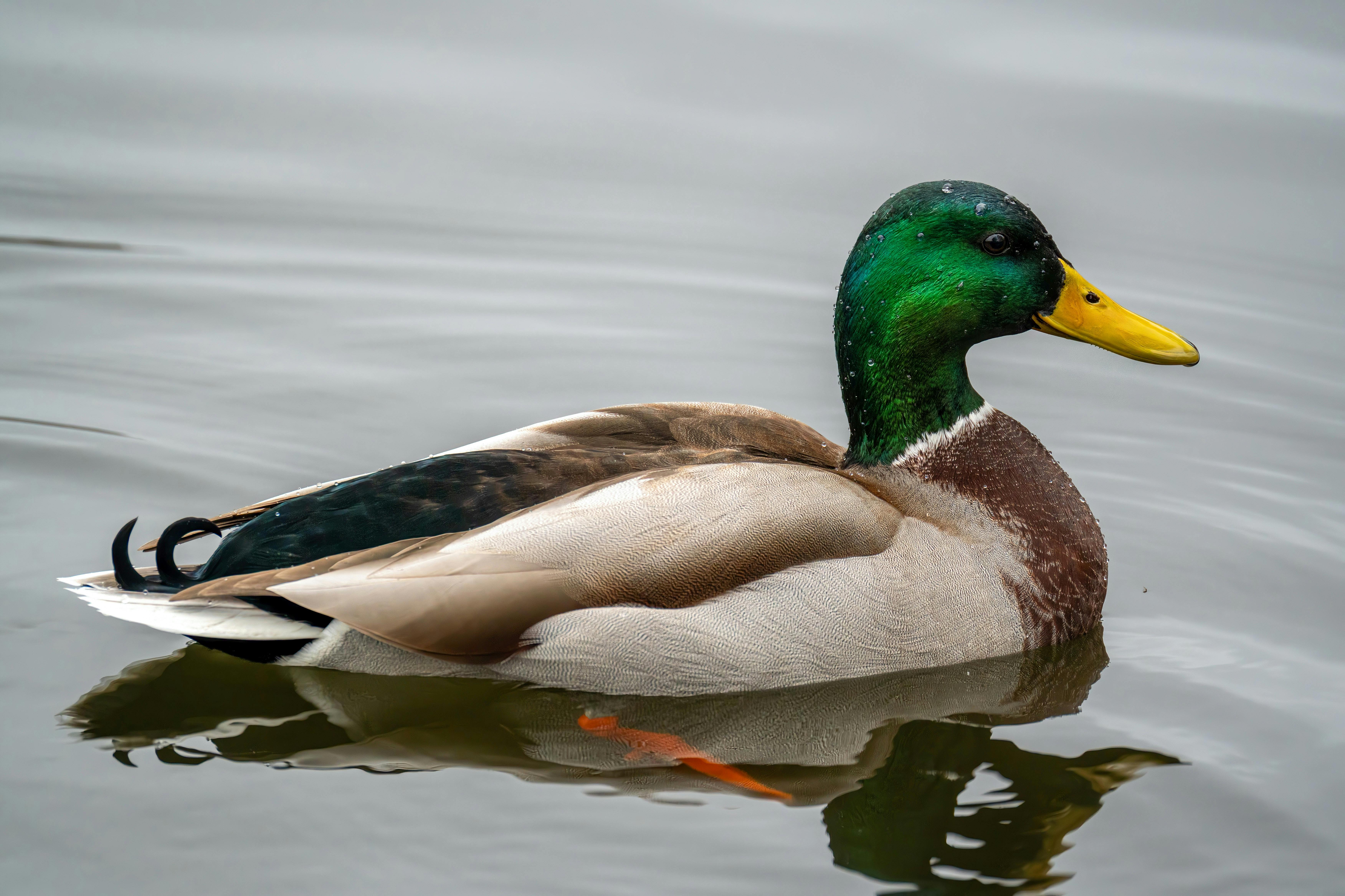 Duck