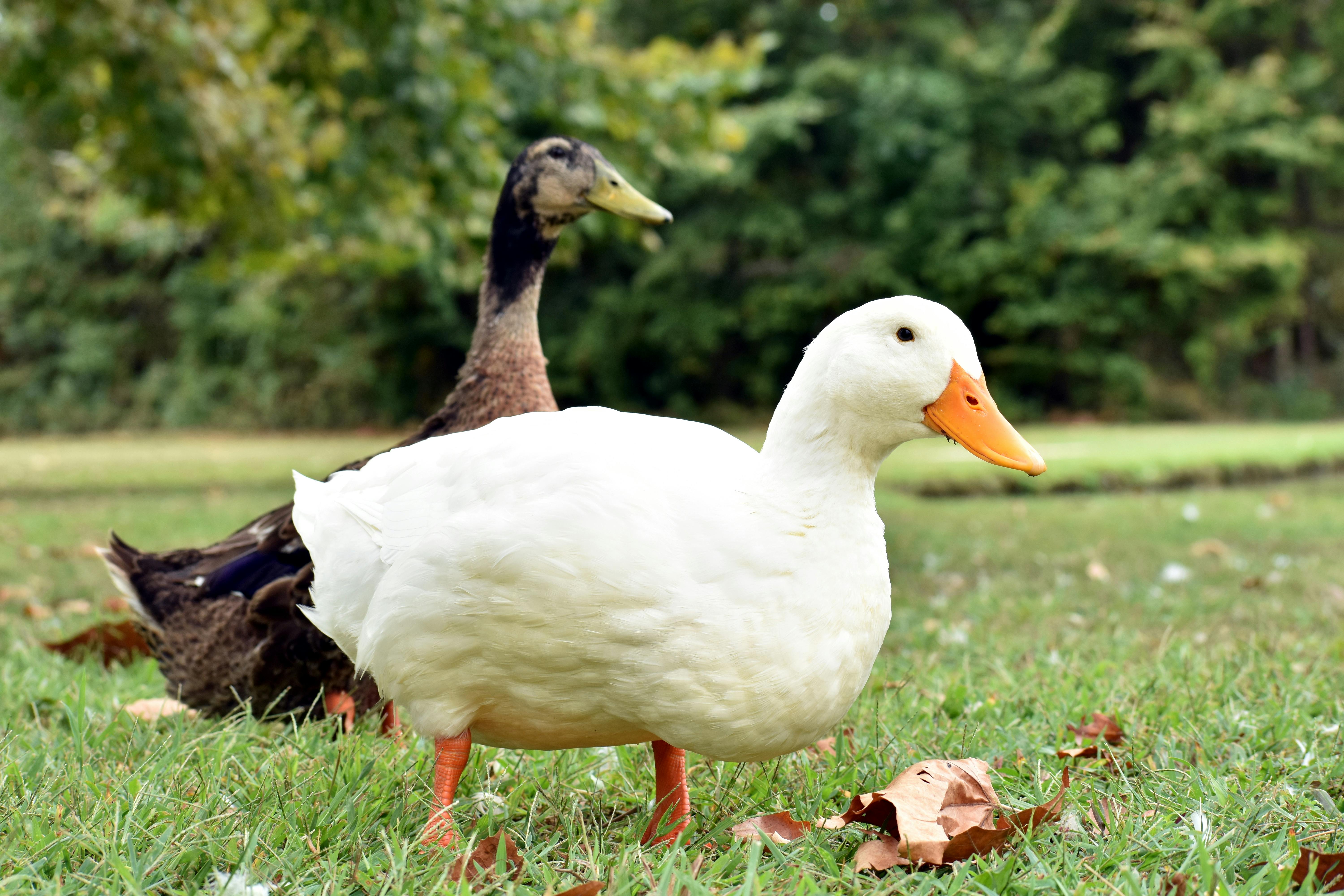 ducks