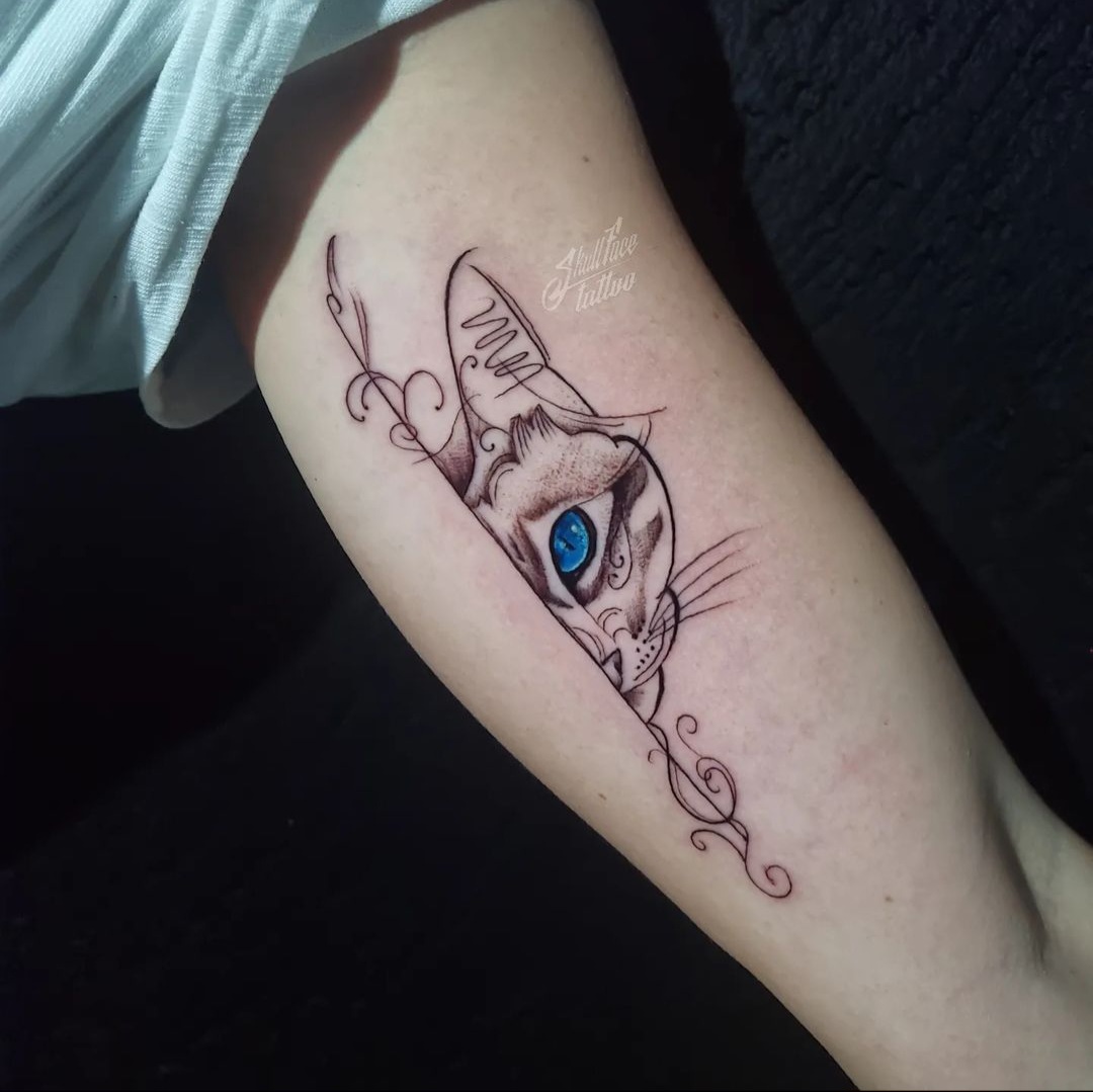 gato