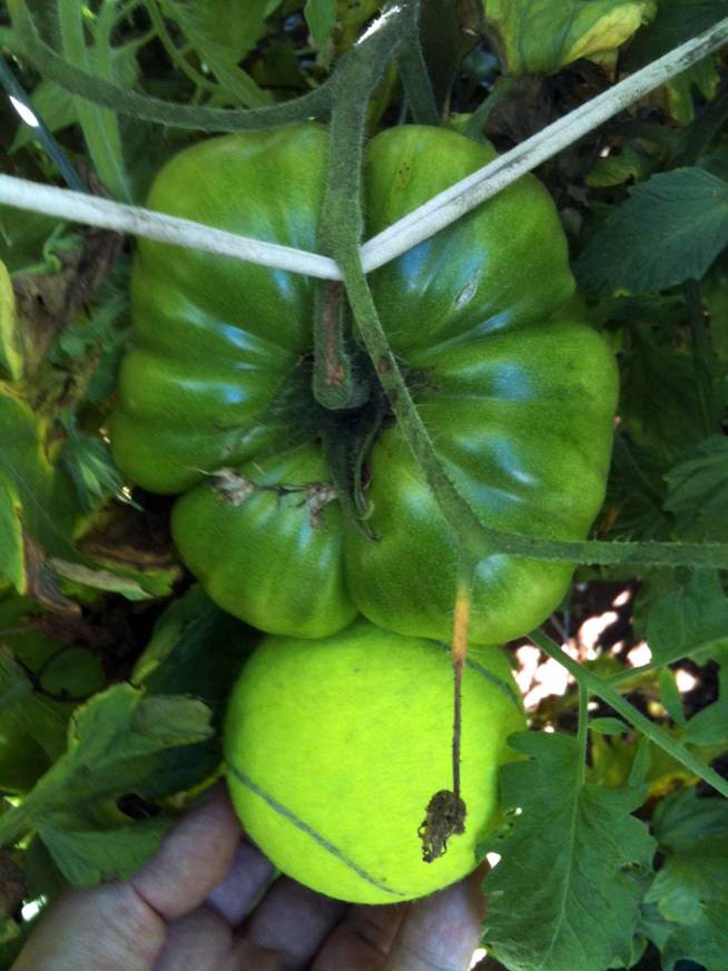 giant tomato - bigger than tennis ball