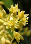 avocado-flower