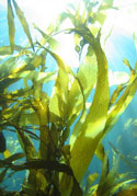 kelp