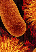 microbes1